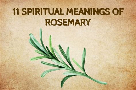 11 Spiritual Meanings Of Rosemary