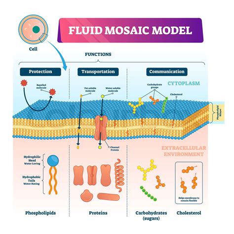 Fluid mosaic model vector illustration. Cell membrane structure ...