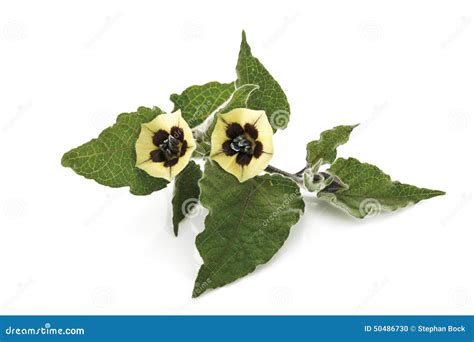 Physalis Plant Flowers (Physalis Peruviana) Stock Photo - Image of ...