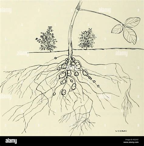 Rhizobium Bacteria Diagram