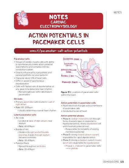 Action potentials in pacemaker cells: Video, Causes, & Meaning | Osmosis