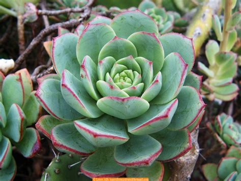 Excotic Flora And Canarian Flora Crassulaceae Genus Aeonium Aeonium Mascaense