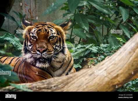 wild tiger watching for prey in the green jungle Stock Photo - Alamy