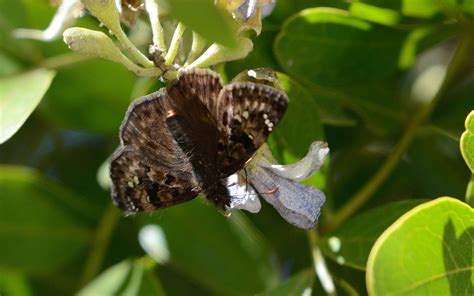 Horace S Duskywing From Kendall County Tx Usa On March At