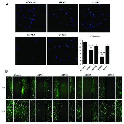 Tensin And Control Cell Cycle Regulators In Tonsil Mesenchymal Stem