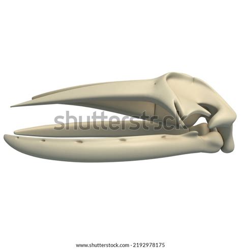 Humpback Whale Skull Animal Anatomy 3d Stock Illustration 2192978175 ...