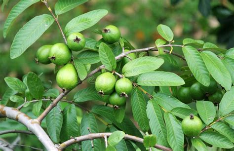 Guava Tree Background stock photo. Image of people, color - 140333616