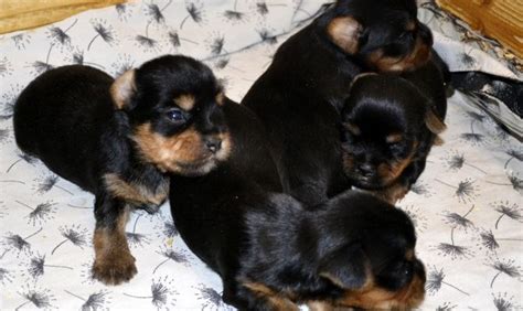 Cuccioli Di Yorkshire Terrier Allevamento Le Ombre Verdi