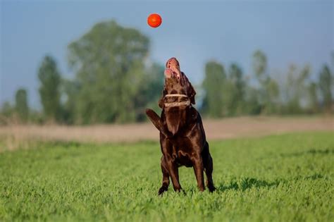 Race De Chien Labrador Retriever Sur Le Terrain Chien Qui Court Sur L