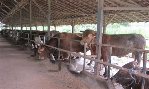 Kandang Sapi Jenis Ukuran Sistem Dan Peralatannya