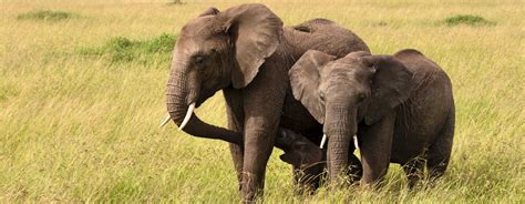 Afrikanischer Savannenelefant • Pro Wildlife