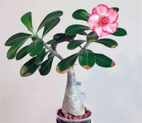 Adenium plants are perfect specimens for both experienced & novice ...