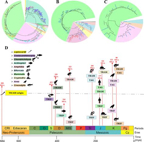 The figure in the top panel shows a representative phylogeny for TRIF... | Download Scientific ...