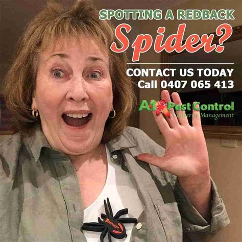 Top Rated Spider Control Services A1 Pest Control Canberra