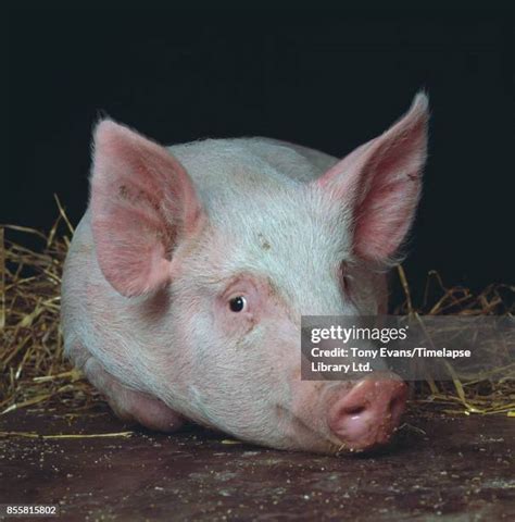 151 Large White Pig Stock Photos, High-Res Pictures, and Images - Getty Images