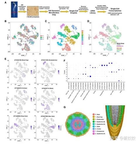 10x Genomics植物单细胞文章集锦，赶紧收藏！ 知乎