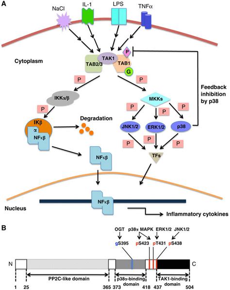 Stimulation And Activation Of The Tak1 Pathway And Tab1 Domain