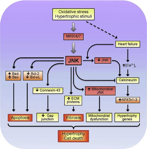 Jnk Mapk Pathway