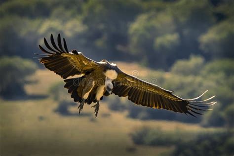 Closeup of a Flying Vulture Going To Land Stock Photo - Image of claw ...