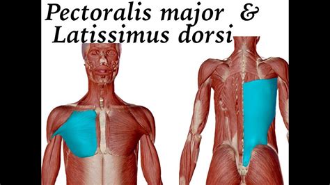 Pectoralis major and Latissimus Dorsi - YouTube