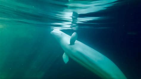 Hvaldimir La Balena Spia Russa In Pericolo National Geographic