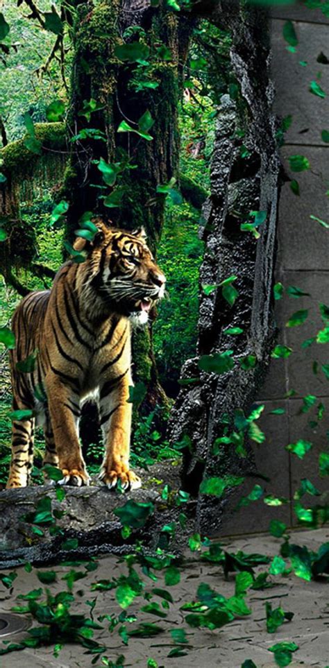 Tiger 3d Wallpapers Top Free Tiger 3d Backgrounds Wallpaperaccess