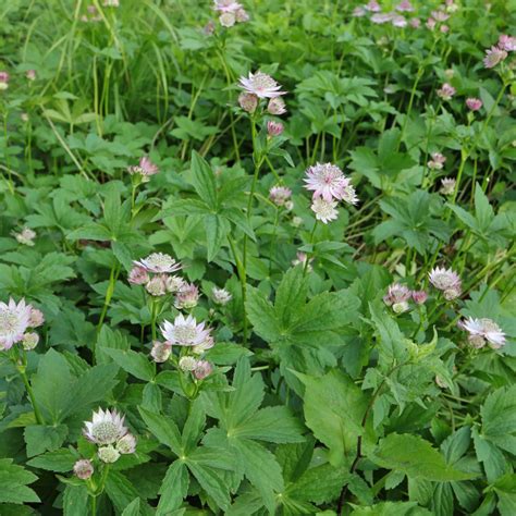 Gro E Sterndolde Astrantia Major Cv