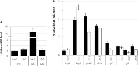 Frontiers The Phenotypic Analysis Of Lactobacillus Plantarum Shsp