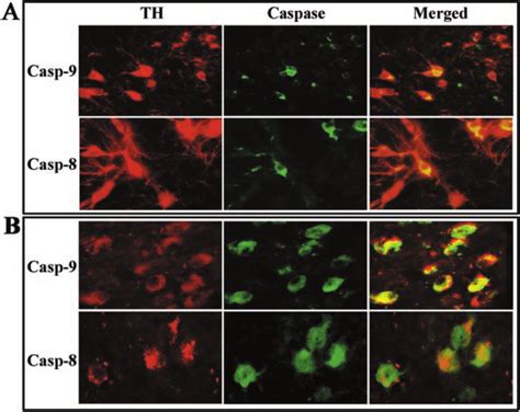 Presence of activated caspase-8 and caspase-9 in TH neurons of the ...