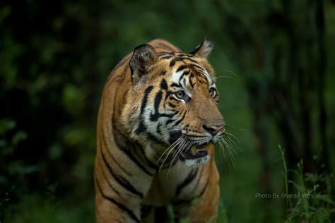 The Bandhavgarh Guide - History, Fort, Tigers & Rulers