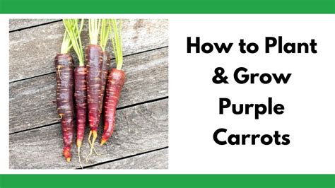 Growing Purple Carrots - Together Time Family