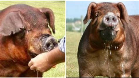 Las Mejores Razas De Cerdo En El Mundo Mejores Razas De Cerdo Para