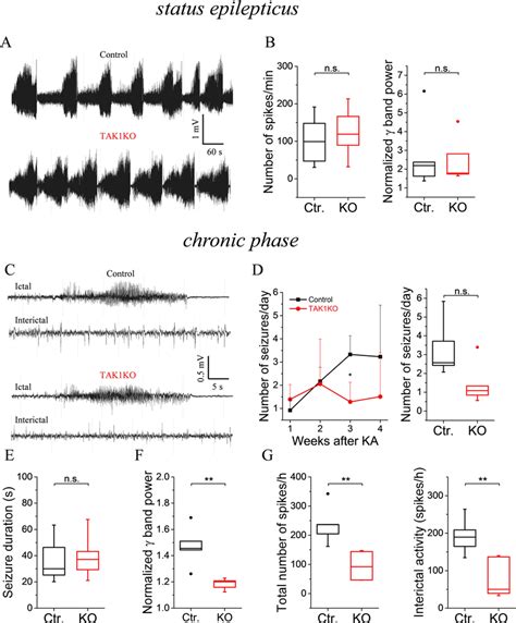 Kainate Induced Acute And Chronic Epileptiform Activity In Tak Ko And