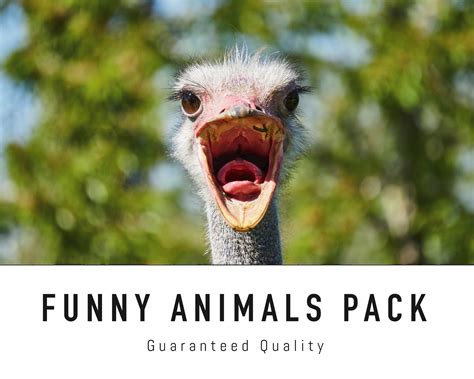 Funny Animals Zoom Background Pack 5 Virtual Background Images for Zoom ...