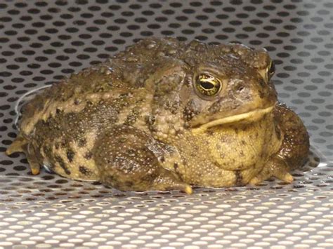 Extinct in the Wild - #4 Wyoming Toad (Endangered species) 2020