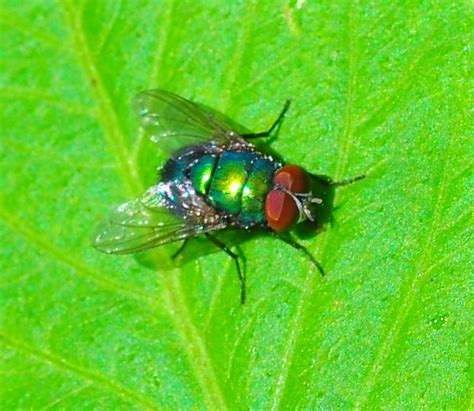 Common Green Bottle Fly