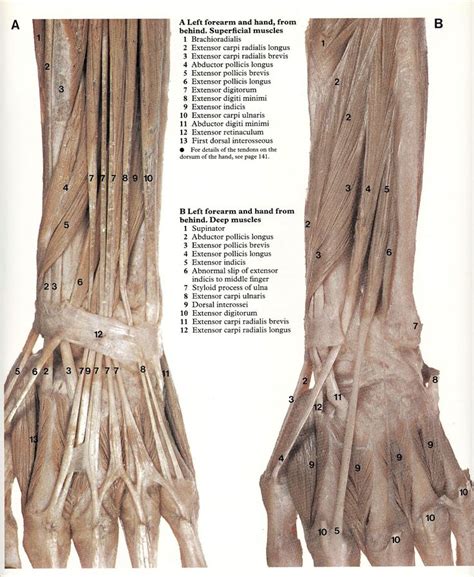 Arm Anatomy Gross Anatomy Muscle Anatomy Anatomy Poses Anatomy Sexiz Pix