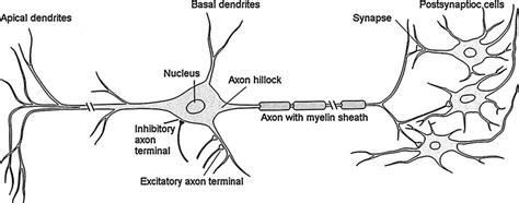 11. Structure of a neuron. The cell body contains the nucleus and gives... | Download Scientific ...