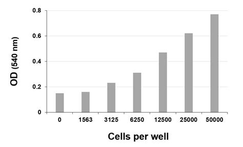 Mtt Cell Proliferation Assay 试剂盒 Arg82215 Arigobio 中国