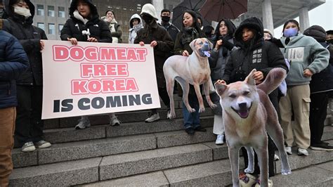 South Korea passes law banning sale and production of dog meat | The Week