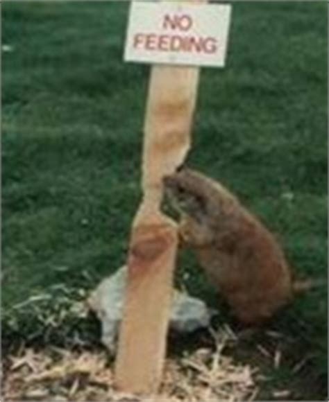 Pictures of Funny Animal Road Signs