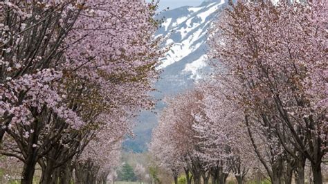 Aomori Cherry Blossom Sightseeing Taxi Tour - Klook Canada