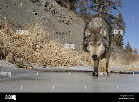 Gray Wolf Canis Lupus Stock Photo Alamy