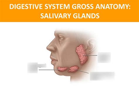 Digestive System Gross Anatomy Salivary Glands Diagram Quizlet