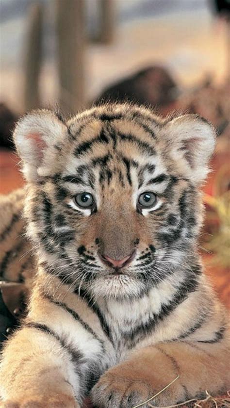 Baby Tiger - 640x1136 - Download HD Wallpaper - WallpaperTip