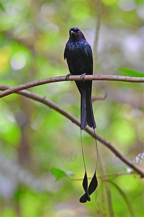 Greater Racket Tailed Drongo Dicrurus Paradiseus Flickr