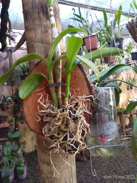 Denphal em bolacha de madeira Orquídeas Hortas verticais Orquidários