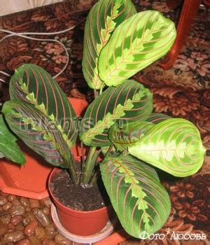 Маранта Maranta - сорта, уход и выращивание, основные проблемы