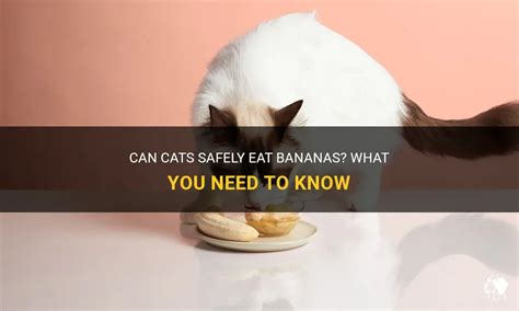 Can Cats Safely Eat Bananas What You Need To Know PetShun