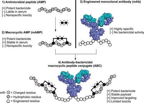 Antibodybactericidal Macrocyclic Peptide Conjugates To Target Gram